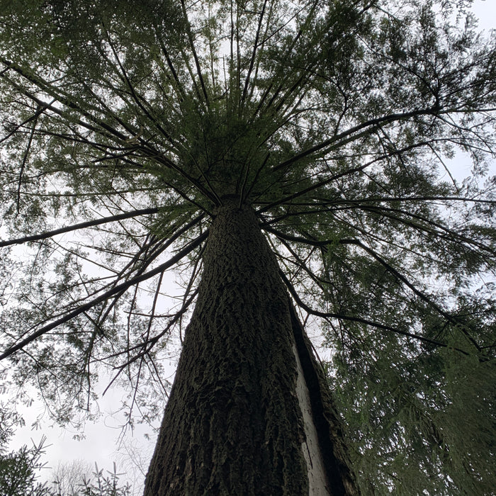Træer i skoven #1 - Douglasgran