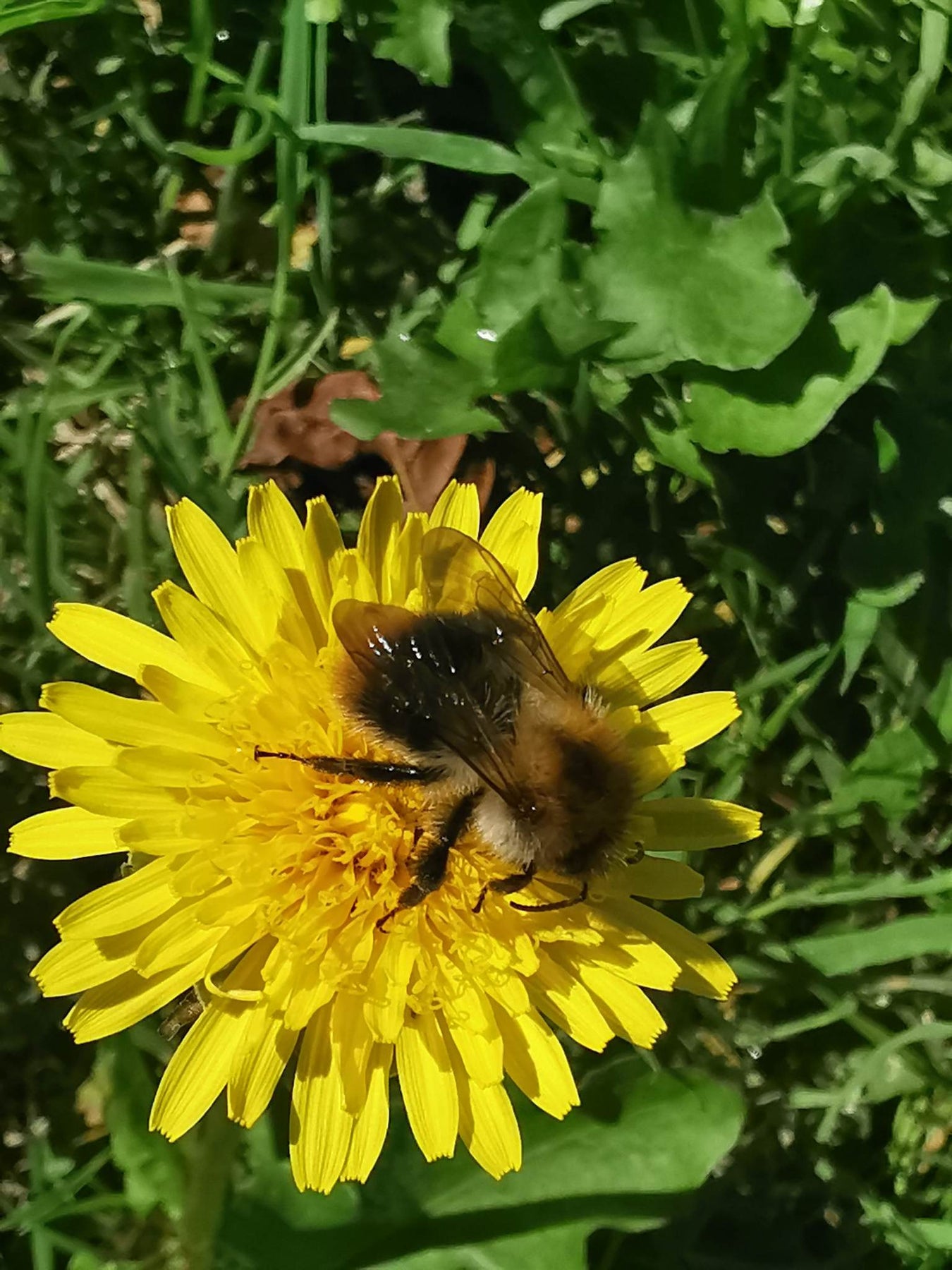 Sommer i Danmark