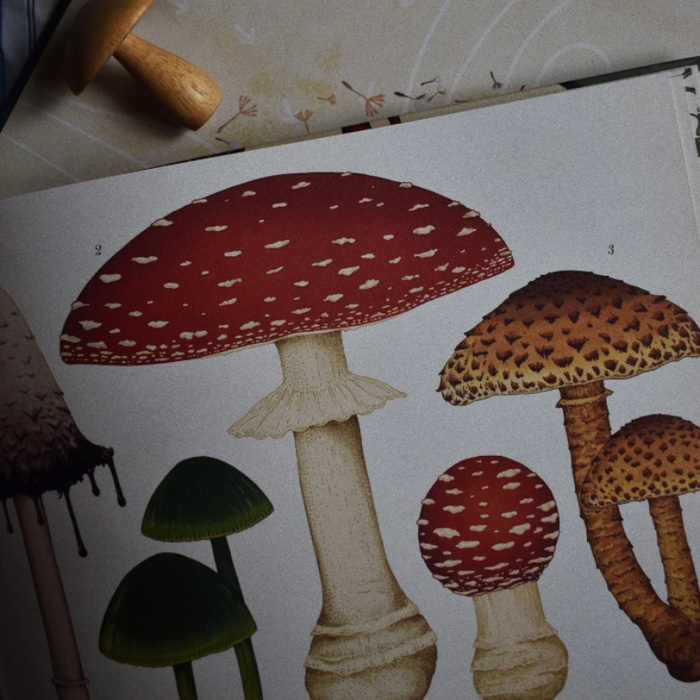 Velkommen til museet - Fungarium