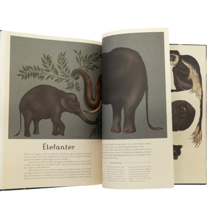 Velkommen til museet - Animalium